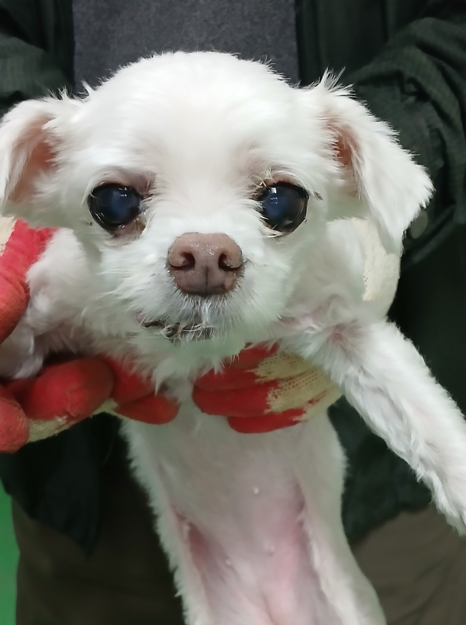 대구유기동물보호협회_427344202400412