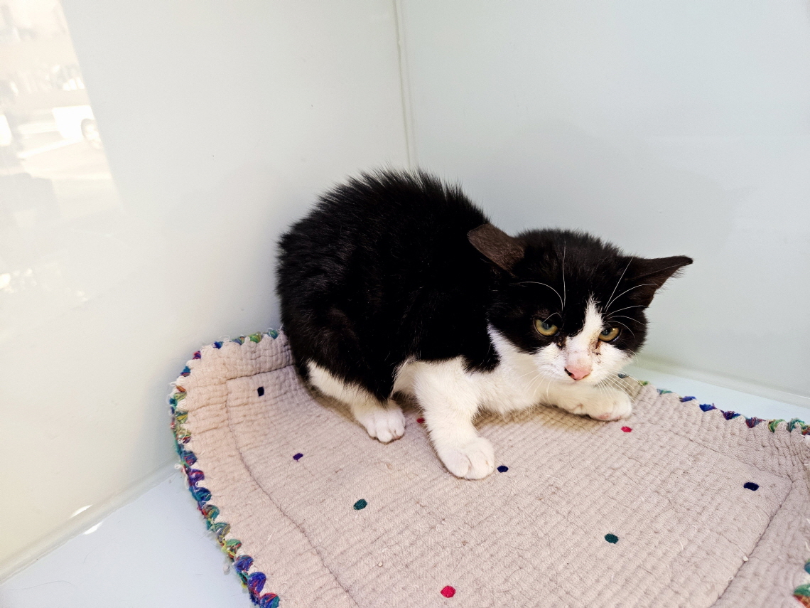 종료(입양) 한국 …