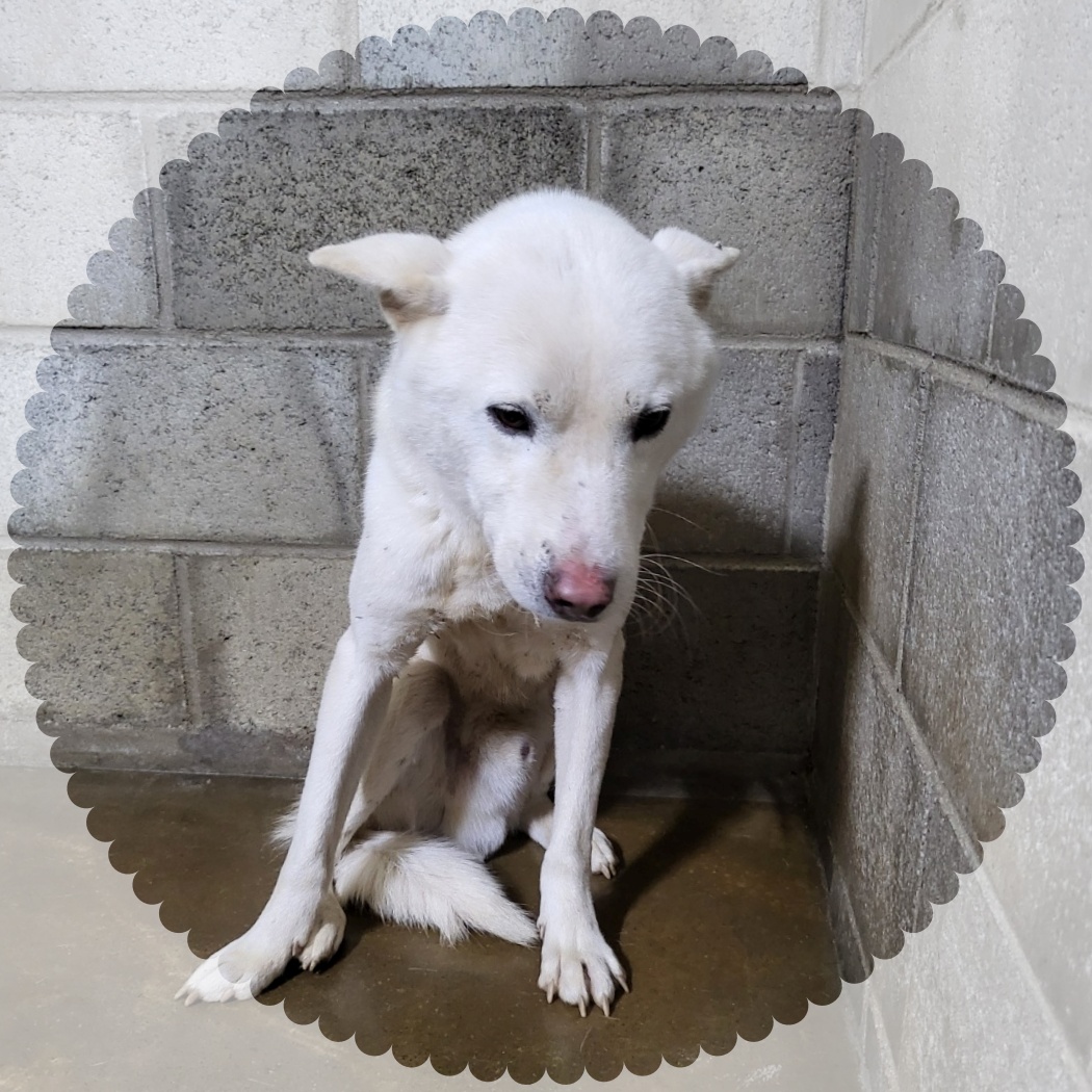 군산유기동물보호센터_445467202402408