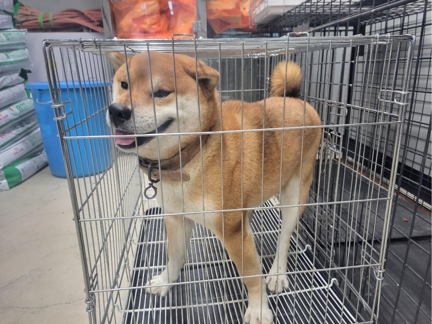 종료(반환) 시바의…