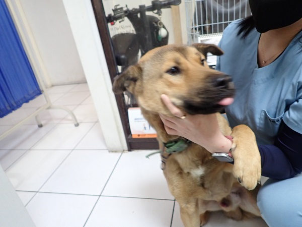 종료(반환) 진도견…