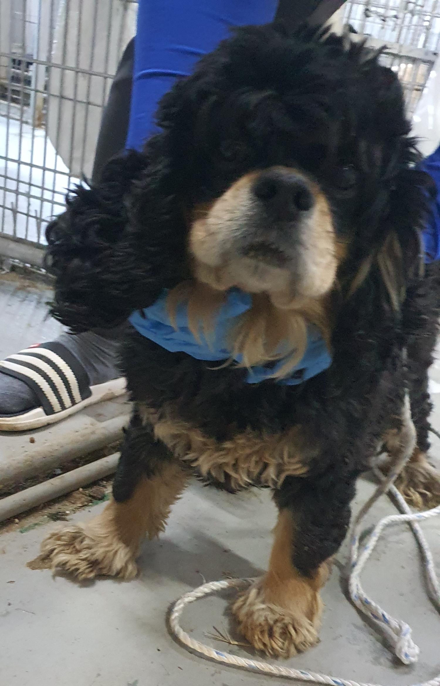 인천광역시수의사회_428352202400563
