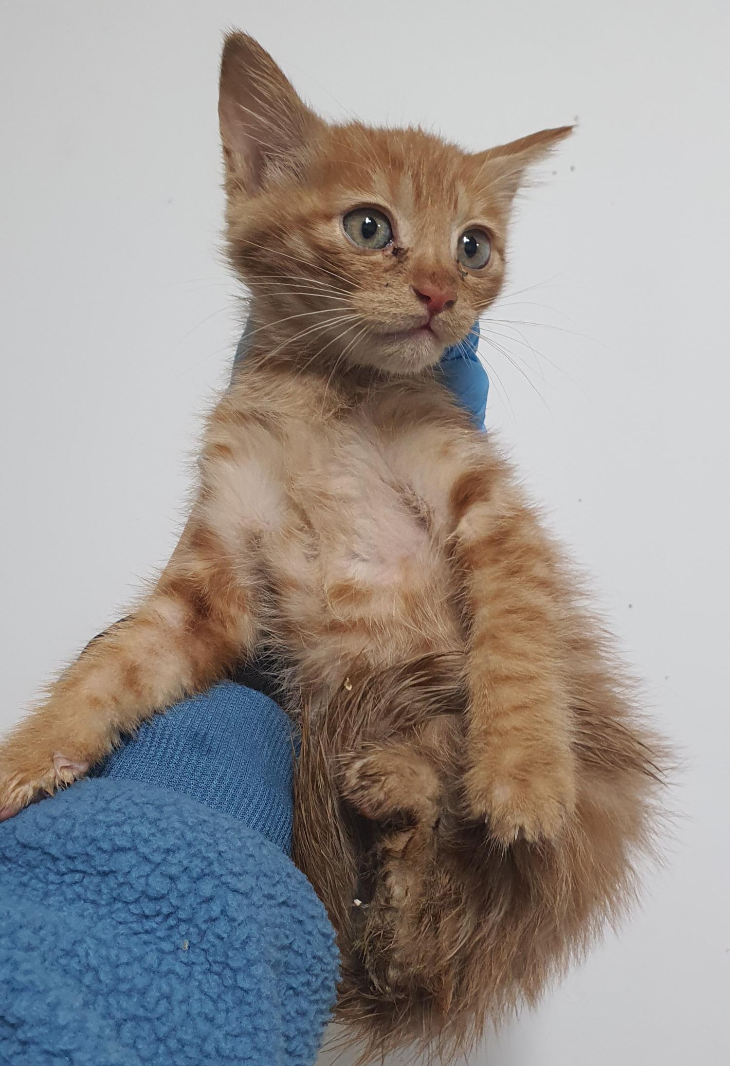 보호중 한국 고양이…