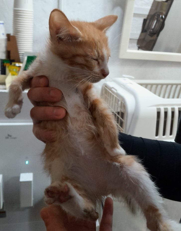 인천광역시수의사회_428351202400839