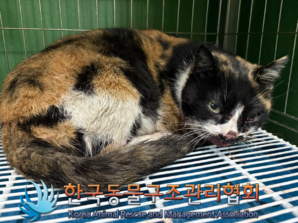 한국동물구조관리협회_441409202401863