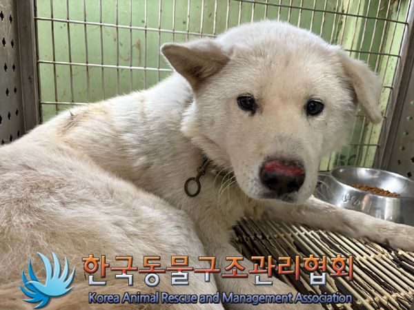 한국동물구조관리협회_441409202401862