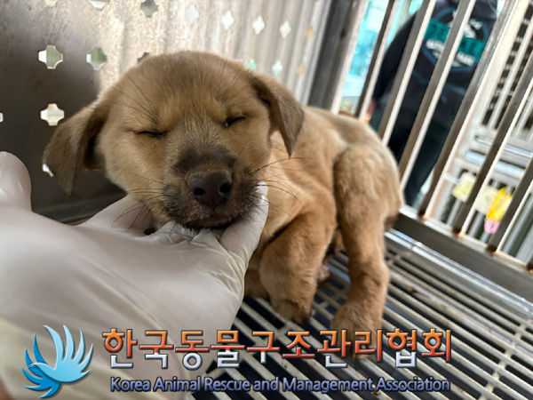 한국동물구조관리협회_411317202400450