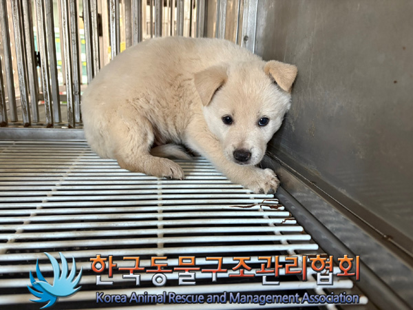 한국동물구조관리협회_441409202401860