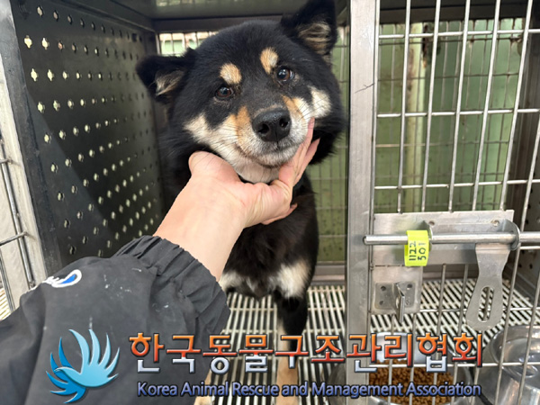 한국동물구조관리협회_441406202402092