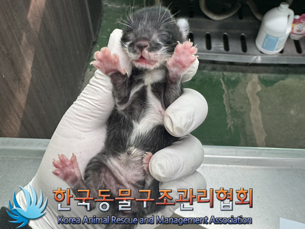 한국동물구조관리협회_441559202401362