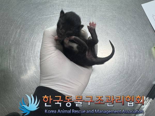 한국동물구조관리협회_441559202401364