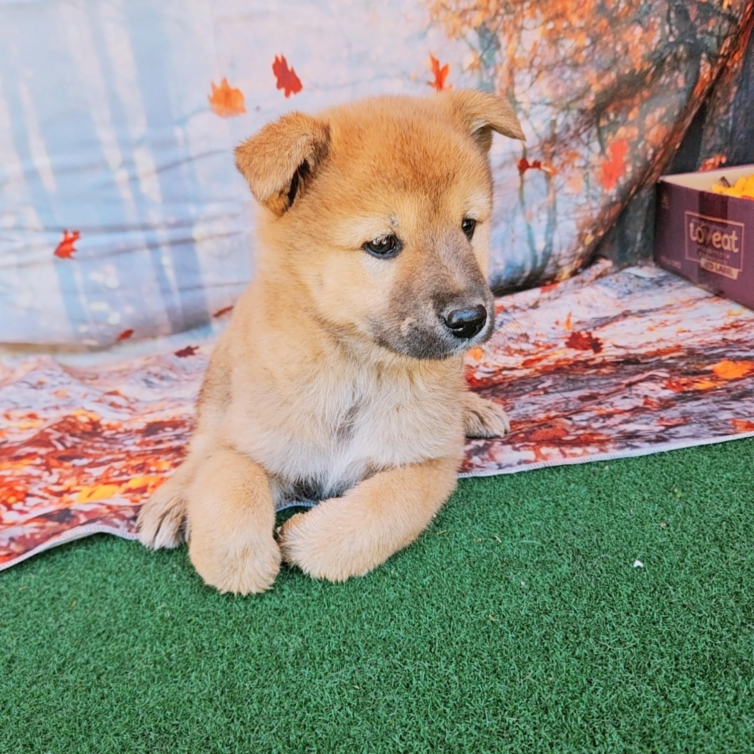 나주유기동물보호센터_446483202401804