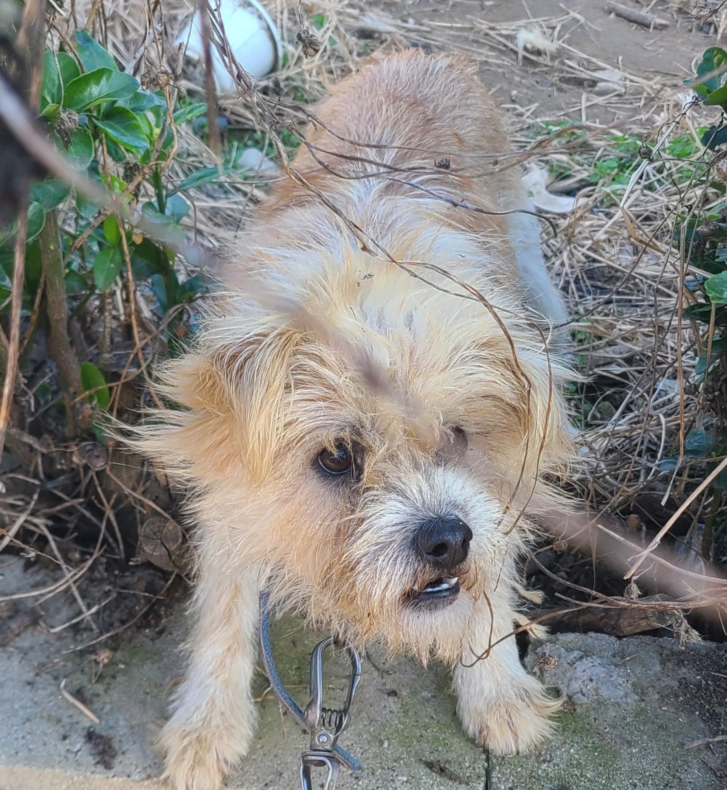 푸른곡성21동물보호소_446486202400438