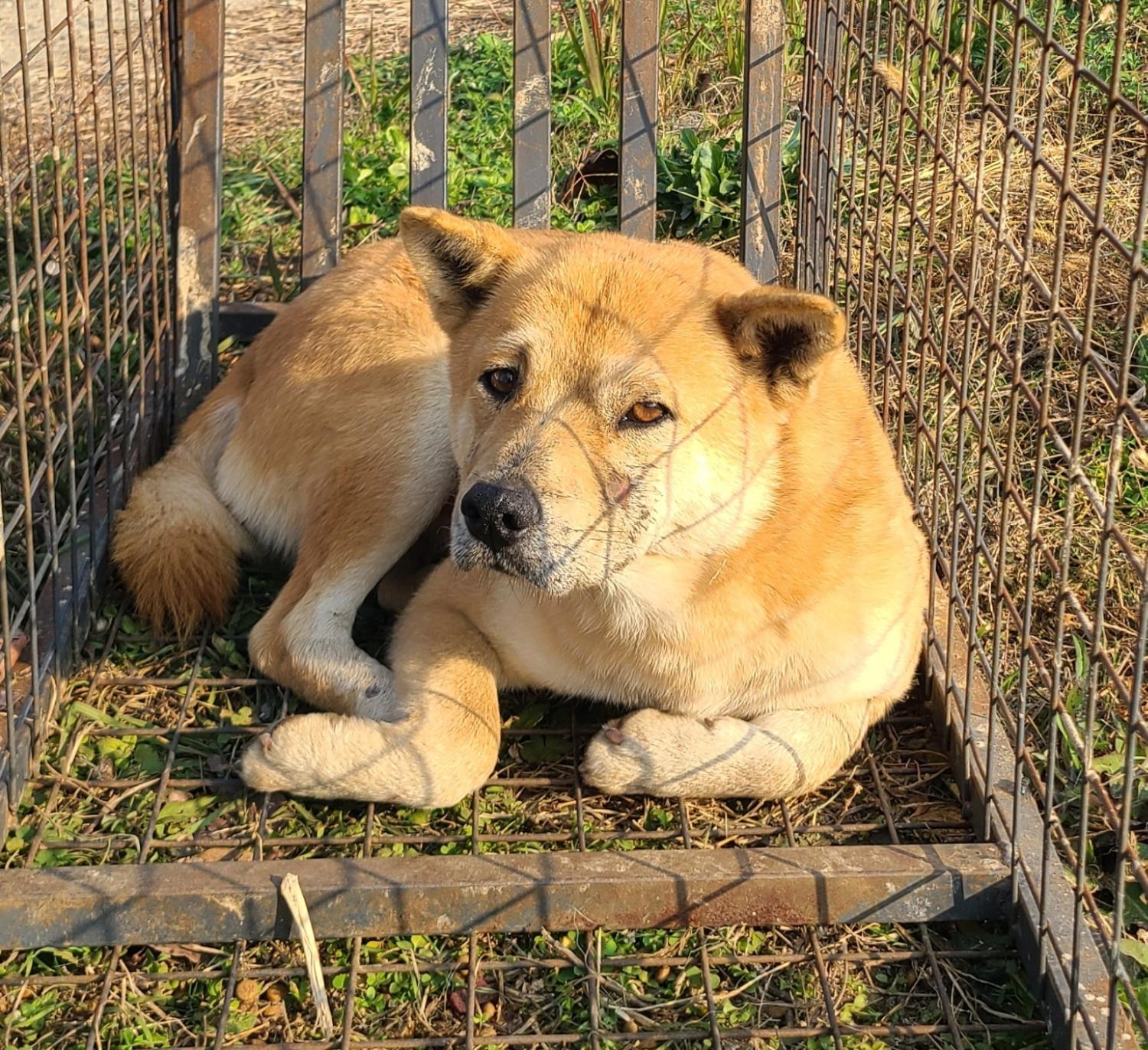 푸른곡성21동물보호소_446486202400439