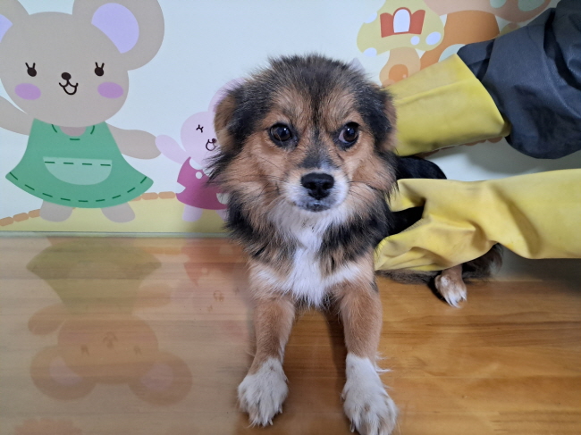 진주시동물보호센터_448531202402933