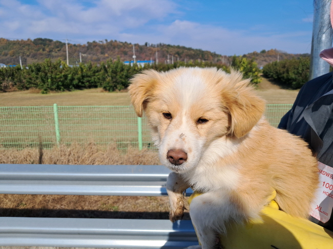 진주시동물보호센터_448531202402935