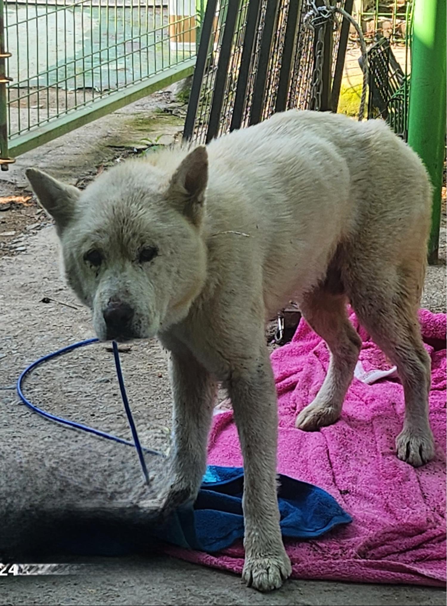 울산유기동물보호센터_431373202401911
