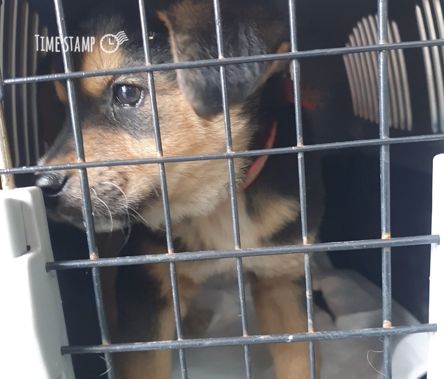 울산유기동물보호센터_431373202401917