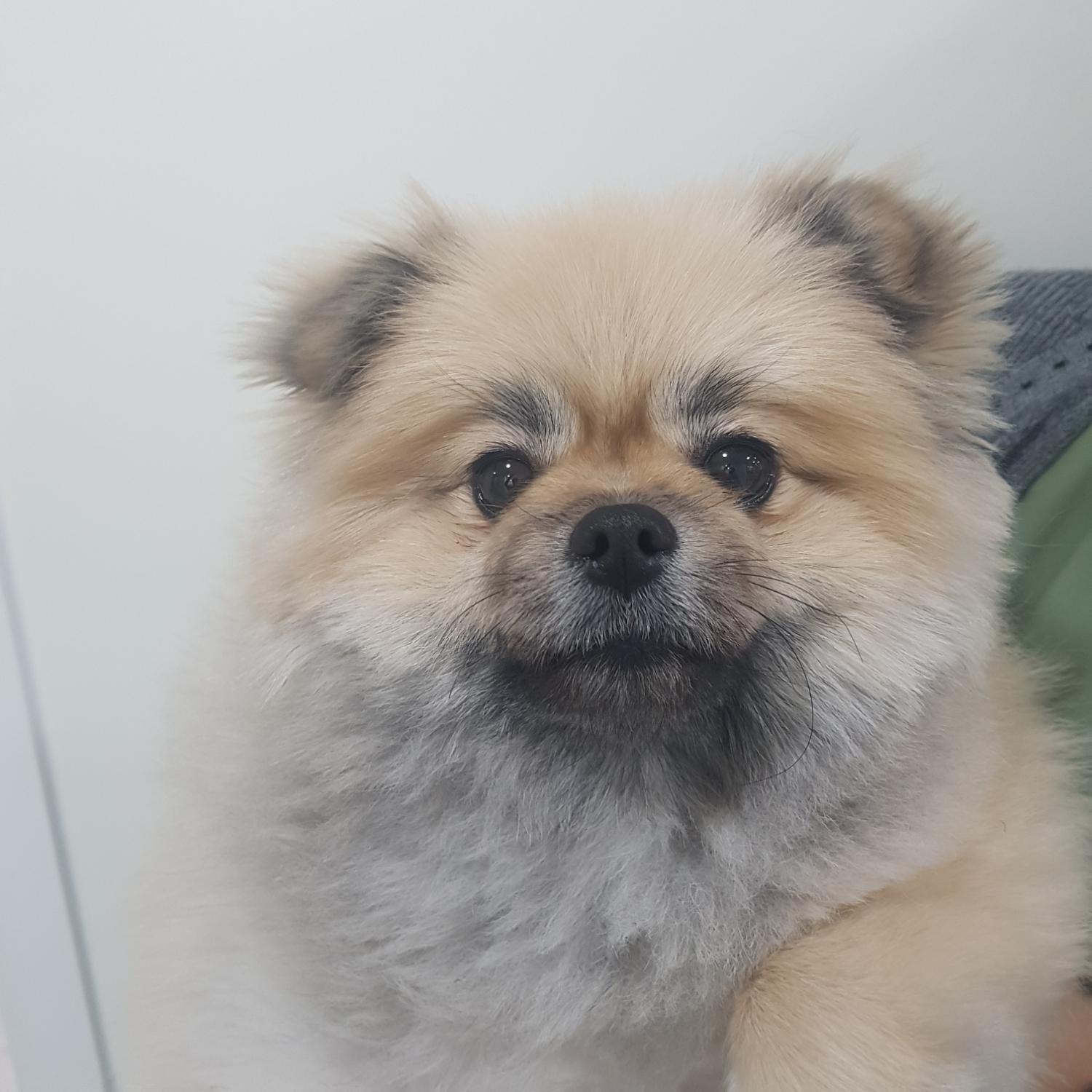 링크늘푸른동물병원_445464202403639