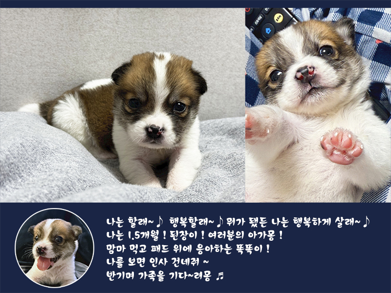 (사)영일동물플러스_447502202401681