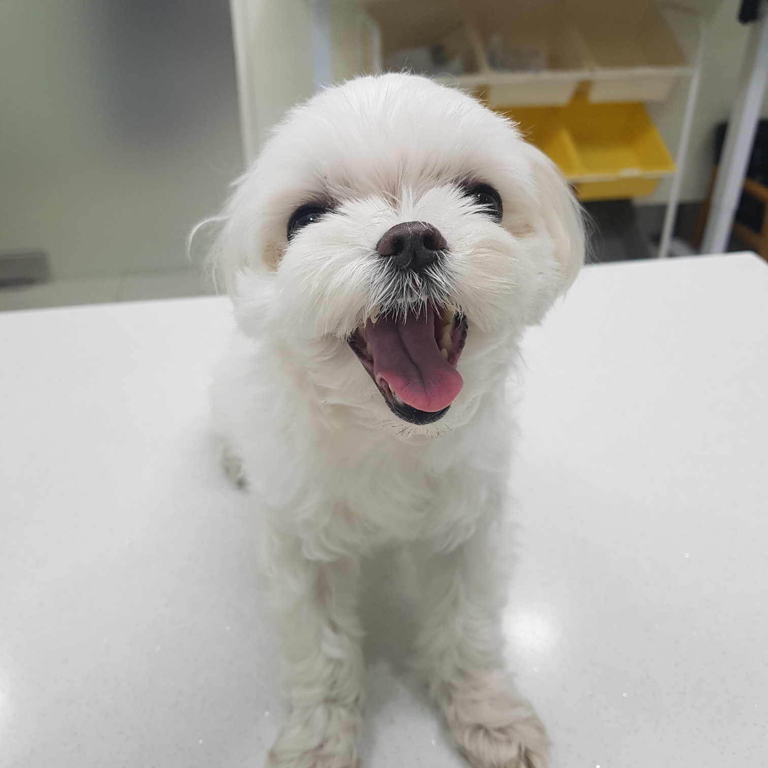 링크늘푸른동물병원_445464202403640