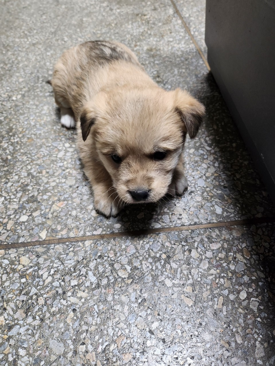 보호중 믹스견의 가…