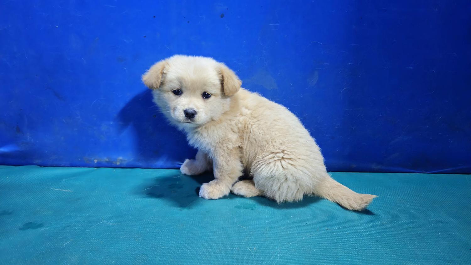 경산시유기동물보호소_447513202401399
