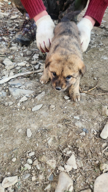 보호중 진도견의 가…