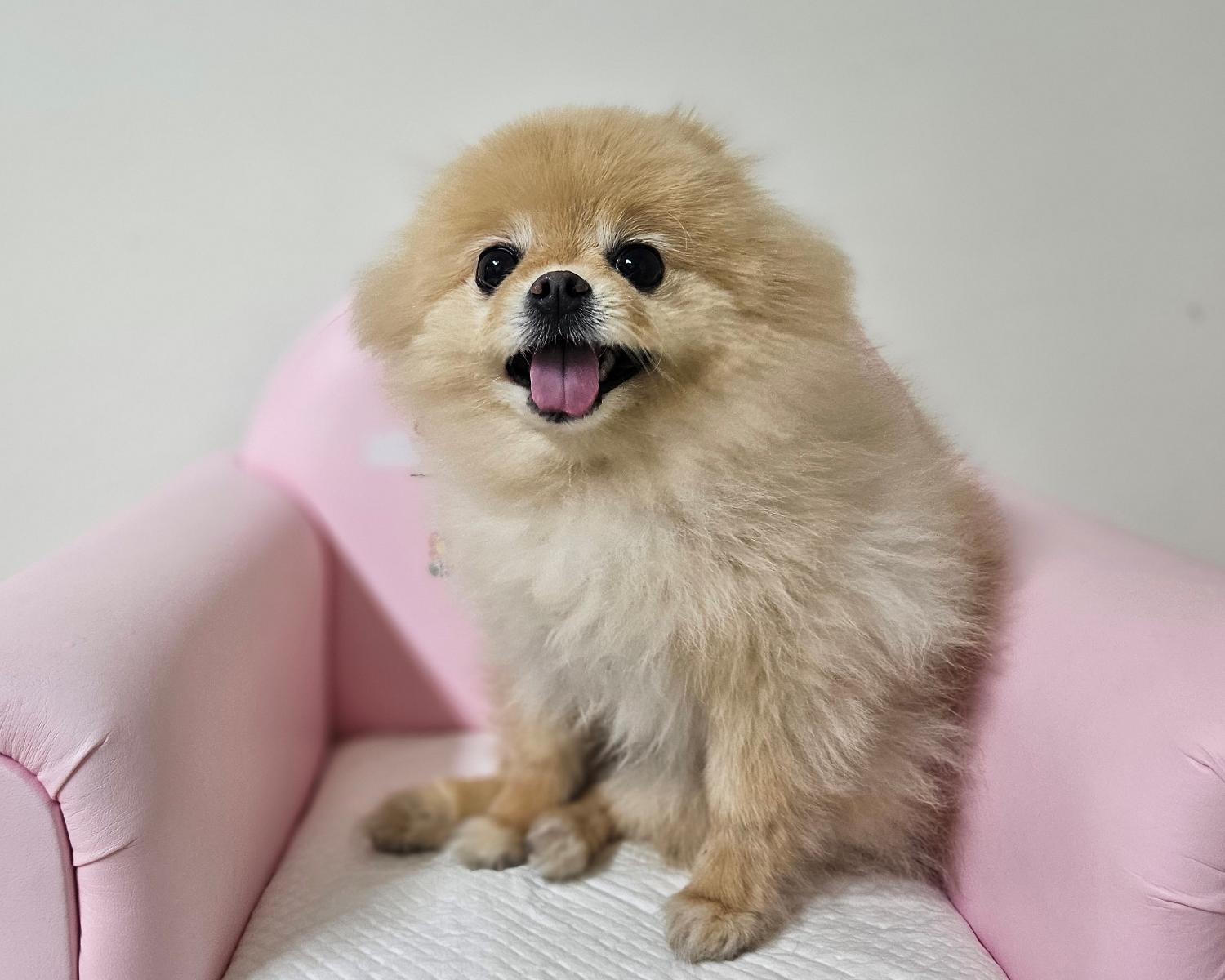 창원유기동물보호소_448567202401307