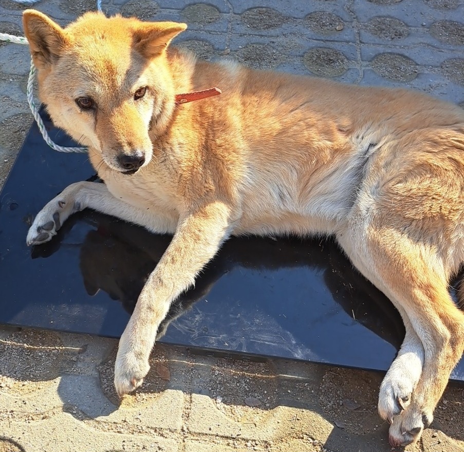 종료(반환) 진도견…