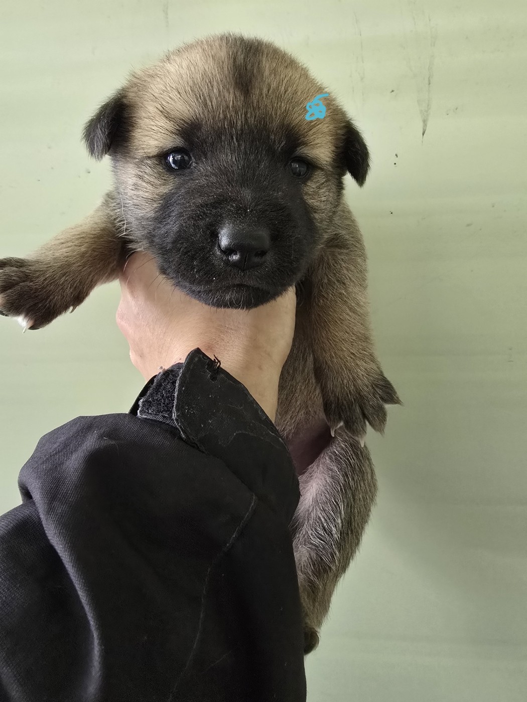 보호중 믹스견의 가…