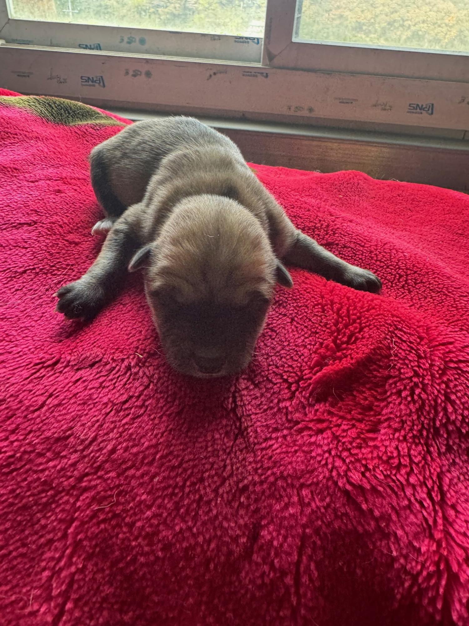 보호중 믹스견의 가…