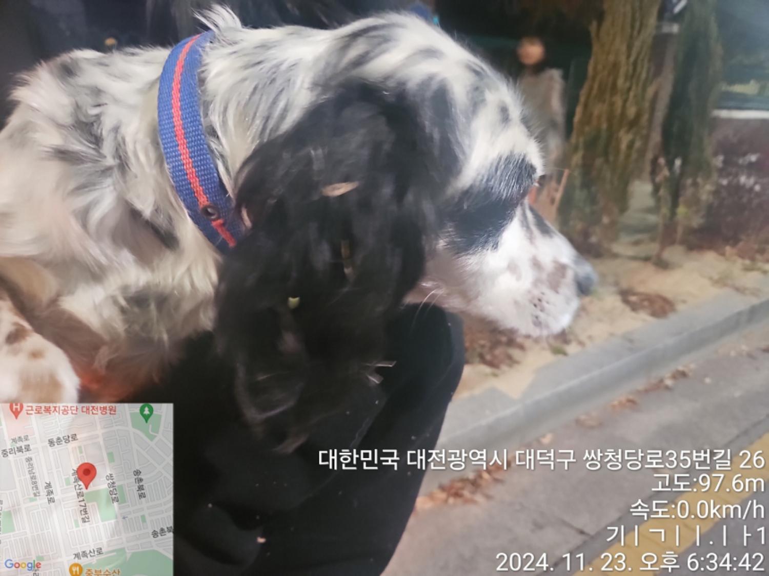 종료(반환) 믹스견…