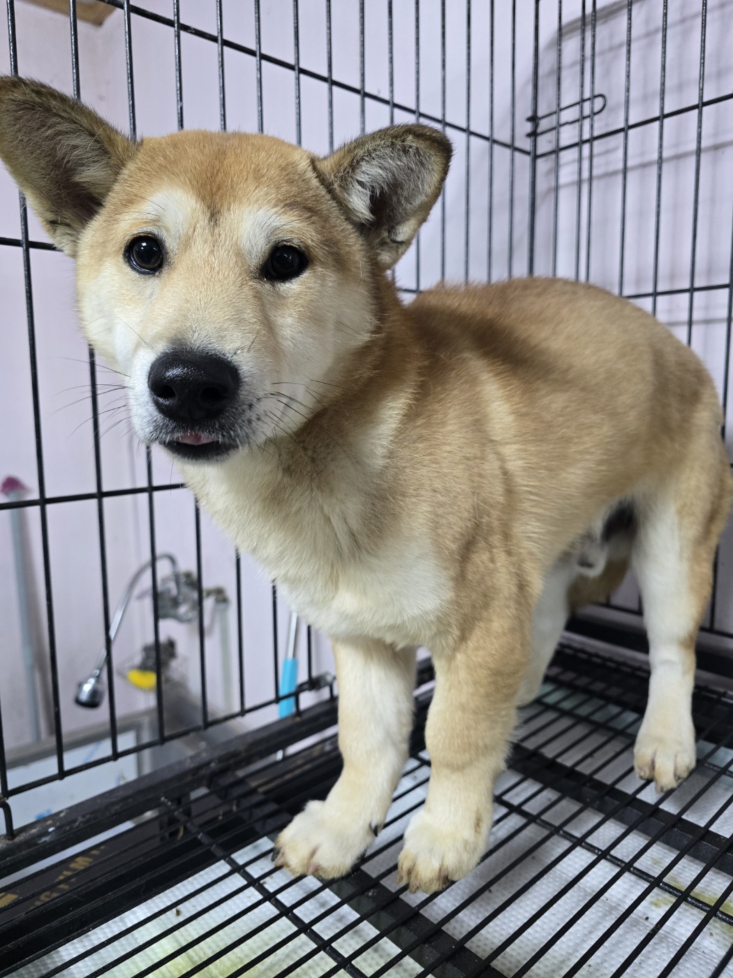 보호중 믹스견의 가…