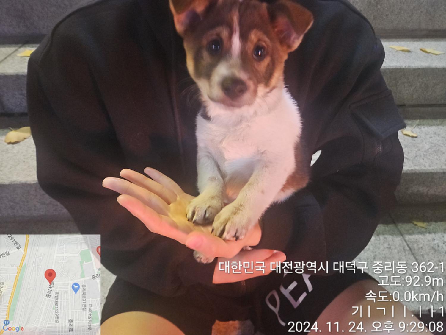 대전동물보호센터_430368202400565