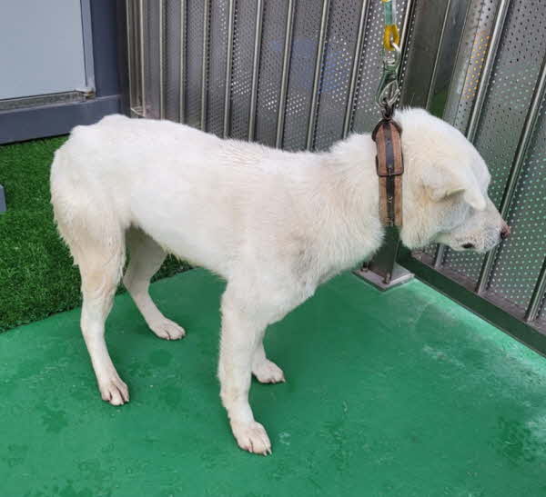 영월군 동물보호센터_442427202400362