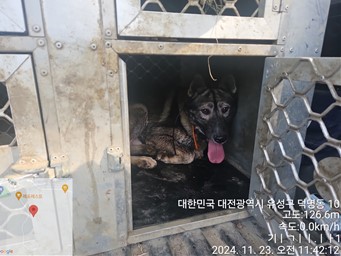 대전동물보호센터_430367202400946