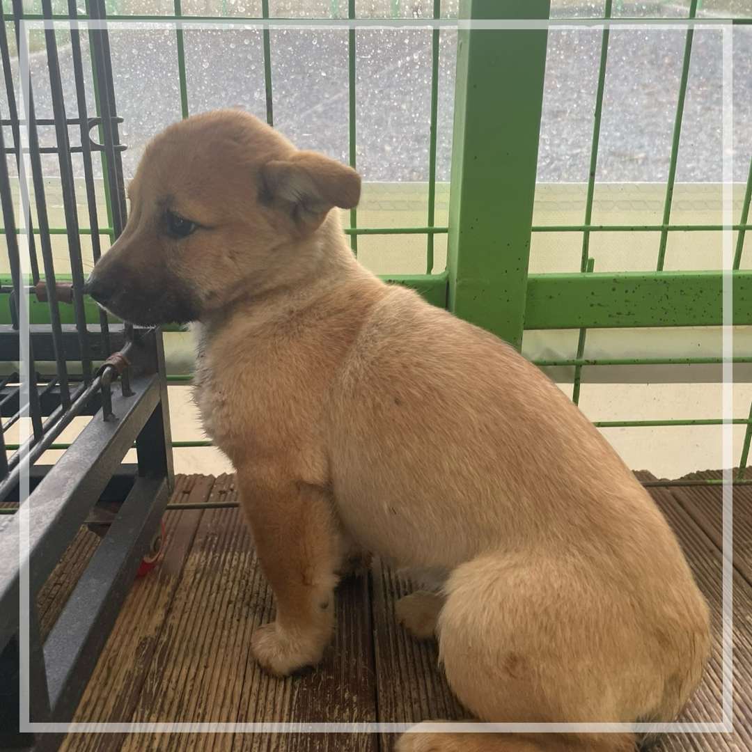군산유기동물보호센터_445467202402419