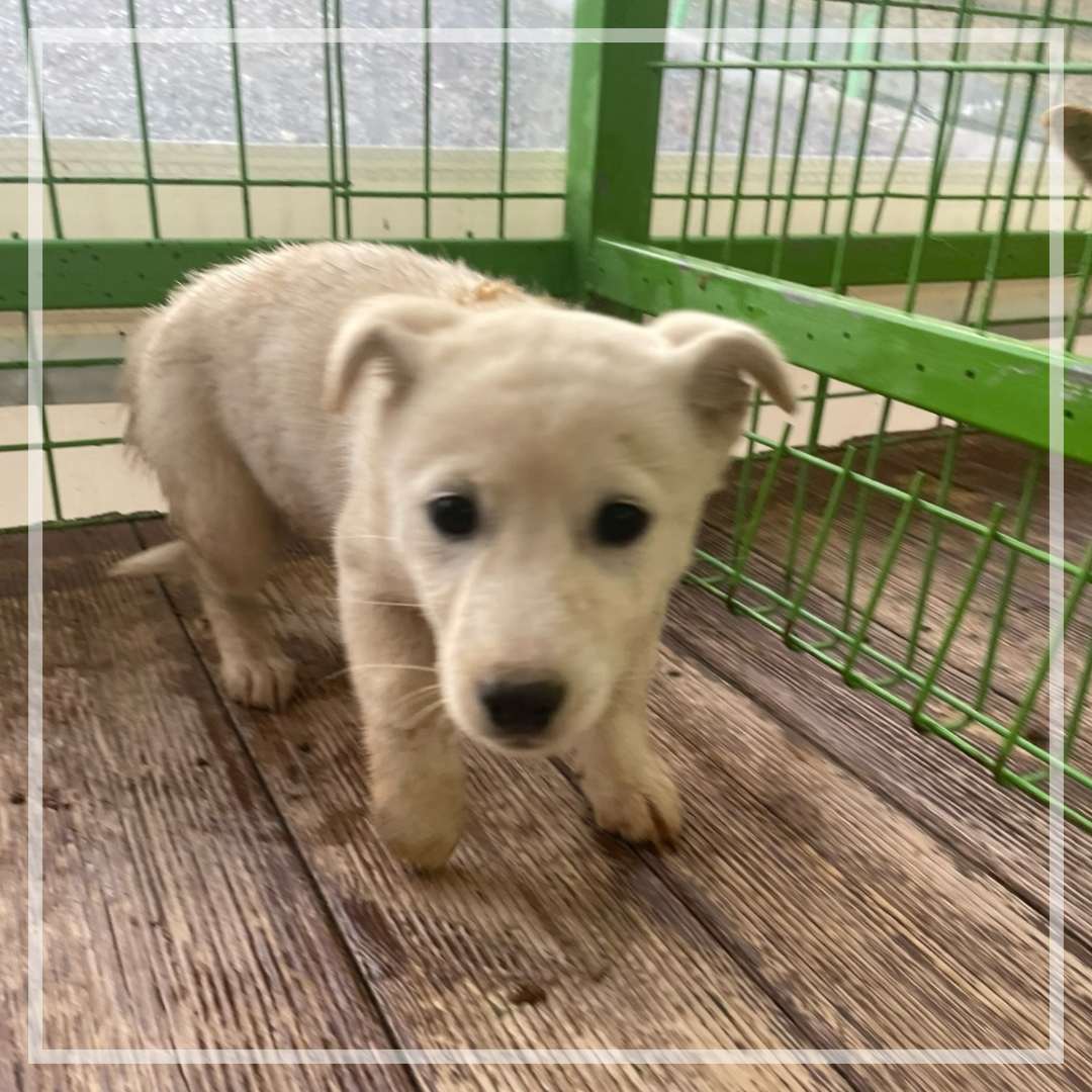 군산유기동물보호센터_445467202402421