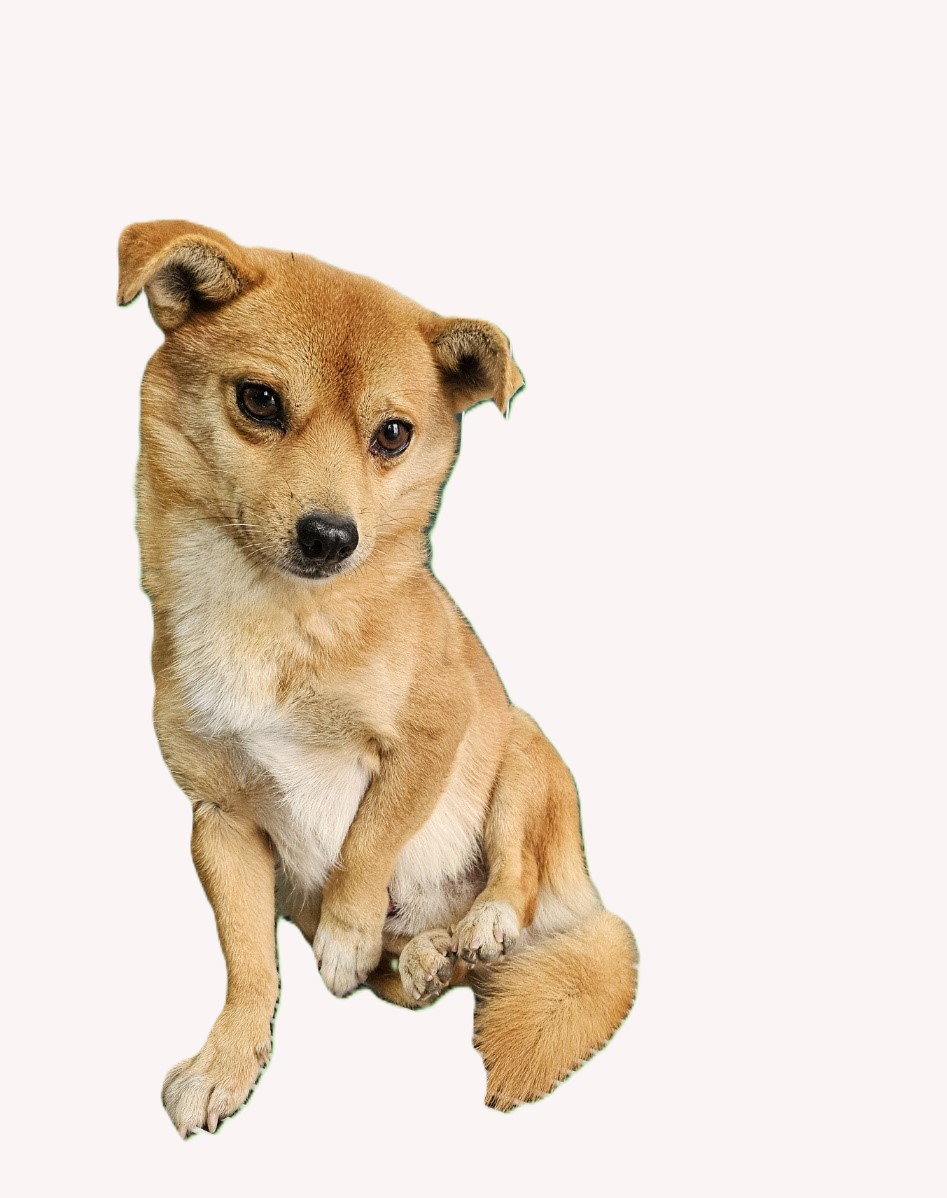 사천시 동물보호센터_448534202401039