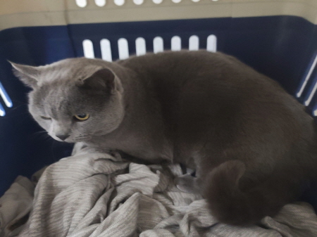 종료(입양) 러시안…