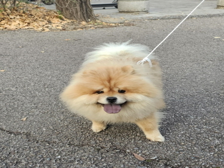 원주시동물보호센터_442419202400907