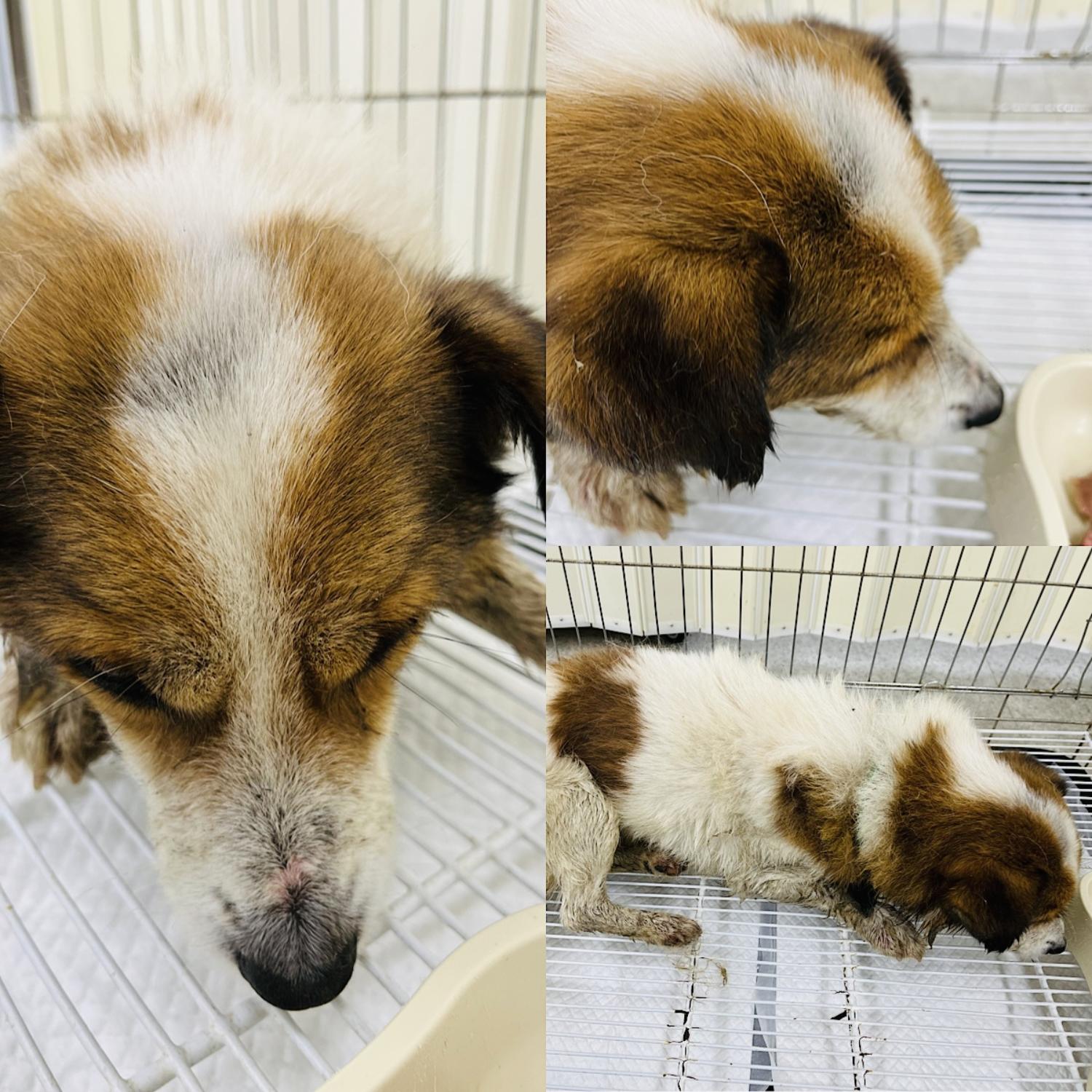 경주동물사랑보호센터_447505202401450