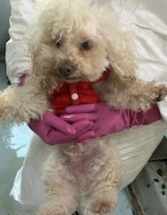 종료(입양) 미니어…