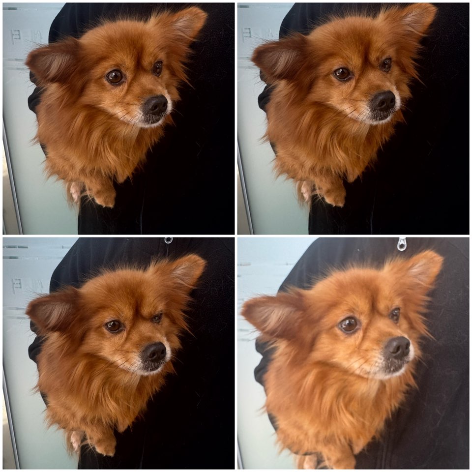 천안시 동물보호센터_444449202402180