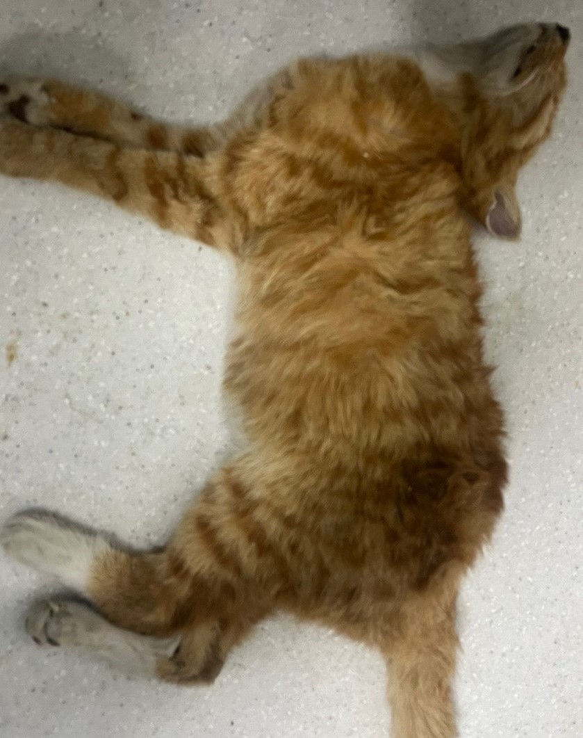 인천광역시수의사회_428353202401272