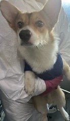 보호중 웰시 코기 …