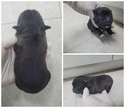 논산시 동물보호센터_444454202401121
