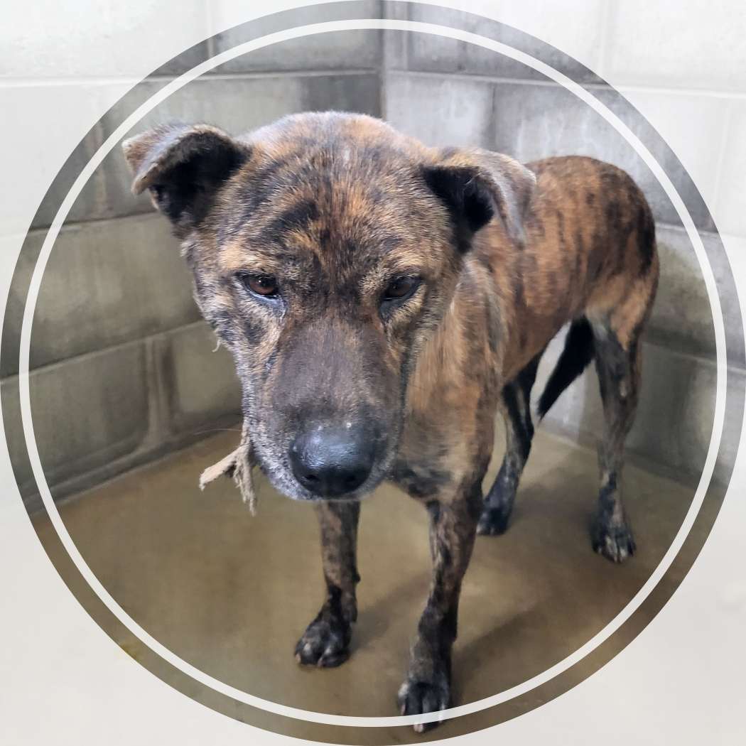 군산유기동물보호센터_445467202402424