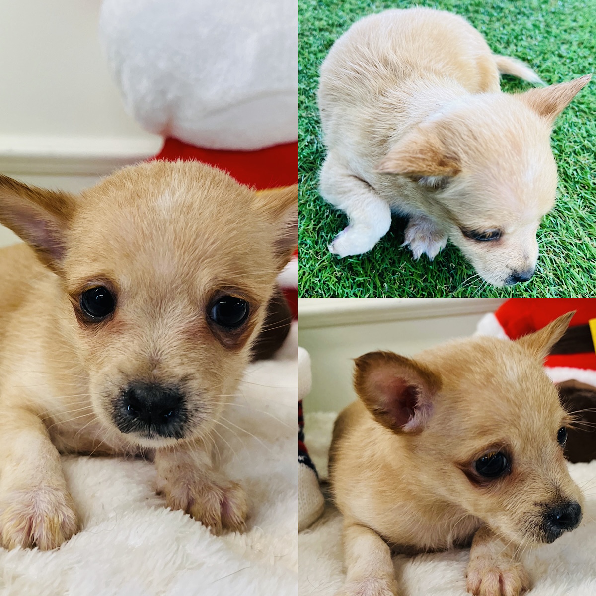 경주동물사랑보호센터_447505202401455